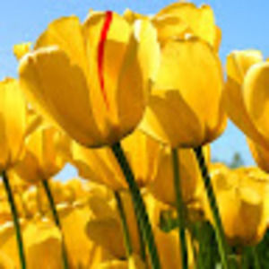 Meet your Posher, Connie